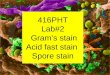 416PHT Lab#2 Gramâ€™s stain Acid fast stain Spore stain