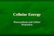 Cellular Energy Photosynthesis and Cellular Respiration