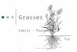 AGR 4501 PASTURE MANAGEMENT 1 Grasses Family - Poaceae