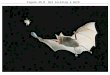 1 Figure 49.0 Bat locating a moth. 2 Sensory receptors transduce stimulus energy and transmit signals to the nervous system. Four Basic Processes Must