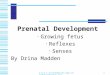 C.H.I.L.D Foundation  Prenatal Development Growing fetus Reflexes Senses By Drina Madden