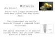 Mitosis Onions have larger chromosomes than most plants and they stain dark. The chromosomes are easily observed through a compound light microscope. The