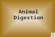 Animal Digestion. Objectives Identify the various types of digestive systems found in animals. Identify the major parts of the digestive system and describe