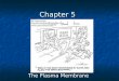 Chapter 5 The Plasma Membrane. The Cell Membrane: OUTSIDE INSIDE HYDROPHILIC HEAD HYDROPHOBIC TAIL TRANSPORT PROTEIN