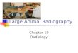 Large Animal Radiography Chapter 19 Radiology. Introduction Large animal radiography requires patience and time. Radiography of large animals must be