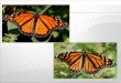 http://www.bing.com/videos/watch/video/monarch-butterfly-metamorphosis/242142B9588E878D68A9242142B9588E878D68A9 http://www.bing.com/videos/watch/video/monarch-butterfly-pupation/4CA8292A29F610D1DA5B4CA8292A29F610D1DA5B