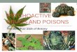 PSYCHOACTIVE DRUGS AND POISONS The Dark/Fun Side of Botany