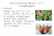 Antirrhinum Majus cv / Snapdragon Annual Grows up to 0.5-1 m tall, rarely up to 2 m A single snapdragon plant may produce seven or eight blossom spikes