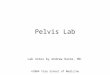 Pelvis Lab Lab notes by Andrew Haims, MD. ©2004 Yale School of Medicine