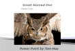 Power Point by Tam-Hao Master Flyer.  The scientific name for a Great Horned Owl is Stringiformes  There are 140 different types of owls  Owls are