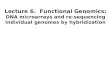 Lecture 6. Functional Genomics: DNA microarrays and re-sequencing individual genomes by hybridization