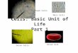 Cells: Basic Unit of Life Part 1 Moss Cells Blood Cell Cheek Cells Onion Cells