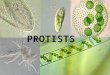 PROTIST’S PROTISTS. What are Protists Any group of EUKARYOTIC organisms belonging to the kingdom Protista. Signal- celled organisms