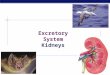 AP Biology 2008-2009 Excretory System Kidneys Regents Biology  Animal cells move material across the cell membrane by _____________  ____________________