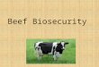 Beef Biosecurity. What is Beef? Beef is the harvested meat of cattle, which some of you might have some at home. Some cattle carry diseases which are