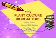 PLANT CULTURE BIOREACTORS Group Lysine Noraini Abd. Rahman Fan Chao Way Nurirdayu Jantan Nur Suhaili Mohd Yatim