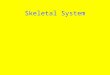 Skeletal System The Basics Skeletal System The Basics –provides support and shape to the body
