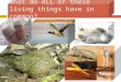 What do ALL of these living things have in common?