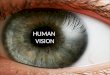 HUMAN VISION. The Eye Light WAVE PARTICLE Physics of the Eye’s lens