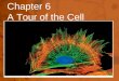 Chapter 6 A Tour of the Cell. Size of a Nanometer demo  ells/scale/