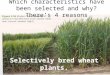 Which characteristics have been selected and why? There’s 4 reasons Selectively bred wheat plants