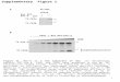 Supplementary Figure 1 B 32 P-Par-4 75 CK2  + Rat GST-Par-4 CK2 CK2  - + + - CK2  Rat GST-Par-4 35 S-CK2  35 S-CK2  GST A IP:GST 32 P-CK2  Autophosphorylation