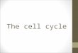 The cell cycle. The division unicellular organism (e.g. Amoeba) reproduces an entire organism ( increasing the population ) multicellular organism ( e.g