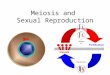 Meiosis and Sexual Reproduction. Meiosis Reduction/Division Reduction: Process takes a ______ cell with two sets of chromosomes and reduces it to a _________