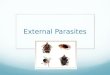 External Parasites. Several invade all types of small and large animals They live in hair coat, on skin, or within ear canals Fleas Ticks Lice Mosquitoes