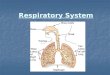 Respiratory System. Main Gases of the Atmosphere Gas Symbol Approximate % Gas Symbol Approximate % Nitrogen N2 78.6 Oxygen O2 20.9 Carbon Dioxide CO2