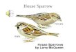 House Sparrow Vesper Sparrow Song Sparrow Harris Sparrow
