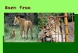Born free. Wild animals alligator camel penguins giraffe black bear monkey