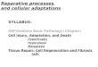 Reparative processes and cellular adaptations SYLLABUS: RBP(Robbins Basic Pathology) Chapter: Cell Injury, Adaptation, and Death Hypertrophy Hyperplasia