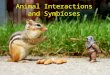 Animal Interactions and Symbioses. Predation Any animal that either totally or partly consumes a plant or other animal A “True Predator” kills