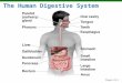 The Human Digestive System Figure 25.1. Normal Microbiota  Millions of bacteria per ml of saliva  Large numbers in large intestine  100 billion bacteria