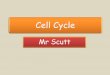 Cell Cycle Mr Scutt. Lesson Objectives To know the three stages of the cell cycle. Grade C To describe what happens in interphase. Grade B To be able