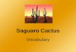Saguaro Cactus Vocabulary. spiny Part of Speech: adjective Syllables: 2 (spi/ny) Definition: covered with thorns or needles; syn. sharp A porcupine’s