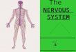 The NERVOUS SYSTEM __________________ & __________________ Nervous System