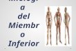 Osteología y Miología del Miembro Inferior. Osteología del miembro inferior Cintura pélvica:  2 huesos coxales: Derecho e izquierdo.  Hueso sacro