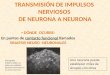 TRANSMISIÓN DE IMPULSOS NERVIOSOS DE NEURONA A NEURONA DÓNDE OCURRE: En puntos de contacto funcional llamados SINAPSIS NEURO -NEURONALES Una neurona puede
