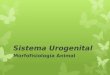 Sistema Urogenital Morfofisiología Animal. Función  La función principal del sistema urogenital es sacar del cuerpo los resultados del metabolismo