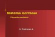Sistema nervioso ( Recuerdo anatómico) R. Contreras A