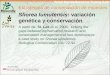 Estrategias de conservación de especies Shorea lumutensis: variación genética y conservación A partir de: SL Lee et al. 2006. Linking the gaps between