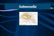 Salmonella. Taxonomía S. enterica S. bongori Salmonella S. enterica. Grupos I-VI. S. enterica serovar Typhimurium Typhi