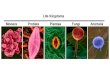 Introduccion a la Biologia Molecular 2007 Teoria celular-Celula eucariota y procariota-Ciclo celular- mitosis -meiosis. Dra. Estela Castillo Seccion