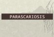 PARASCARIOSIS. Agente Etiológico Parascaris equorum