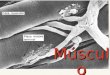 Músculo. Nomenclatura ❖ Sarcolema=Membrana plasmática. ❖ Sarcoplasma = Citoplasma. ❖ Retículo sarcoplásmico = Retículo endoplásmico. ❖ Sarcosomas = Mitocondrias