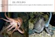 E L PULPO Pulpo, molusco cefalópodo marino y carnívoro, presente en aguas de climas templados y tropicales de todo el mundo
