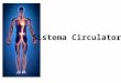 Sistema Circulatorio. Formado por: Corazón Vasos sanguíneos – Arterias – Venas Sistema linfático