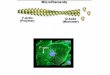 Microtubulos Los microtùbulos son tubos cilíndricos de 20-25 nm en diámetro. Están compuestos de subunidades de la proteína tubulina, estas subunidades